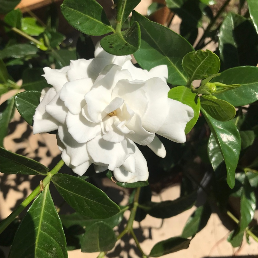Meet your Posher, Lehua